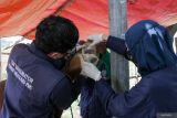 Tim vaksinator memeriksa mulut hewan kurban di Kawasan Buduran, Sidoarjo, Jawa Timur, Selasa (11/6/2024). Pemeriksaan dilakukan untuk memastikan hewan kurban bebas dari penyakit dan memenuhi syarat usia hewan serta tidak cacat sesuai ketentuan kelayakan hewan kurban. Antara Jatim/Umarul Faruq/mas