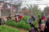 Pemkot Semarang:  Manfaatkan lahan tidur untuk pertanian perkotaan