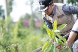 Pemkot Solok tanam bibit pohon bintaro untuk hijaukan wajah kota