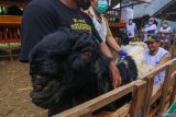 Petugas Bidang Kesehatan Hewan dan Masyarakat Veteriner (Keswan dan Kesmavet) Dinas Pertanian dan Pangan Banyuwangi memeriksa kondisi kambing yang di jual pedagang untuk Hewan kurban di Banyuwangi, Jawa Timur, Senin (10/6/2024). Pemeriksaan itu dilakukan untuk memastikan hewan yang dijual pedagang layak untuk dijadikan hewan kurban sesuai syariat Islam. Antara Jatim/Budi Candra Setya/mas.