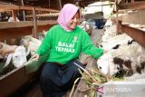 Program Balai Ternak Baznas di Gunungkidul, DIY