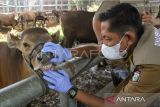 DP2 Makassar temukan 192 ekor hewan kurban tak layak potong