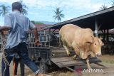 Warga menurunkan ternak sapi dari kendaraan terbuka saat tiba di pasar hewan tradisional desa Sibreh, kabupaten Aceh Besar, Aceh, Rabu (12/6/2024). Kementerian Pertanian mencatat ketersediaan hewan kurban secara nasional, baik sapi, kambing atau domba untuk Idul Adha sebanyak 2,06 juta ekor, sedangkan kebutuhan sebanyak 1,97 juta ekor atau surplus  sebanyak 88 ribu ekor. ANTARA FOTO/Ampelsa.