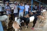 Pedagang memasarkan ternak kambing dan domba  untuk kebutuhan kurban menjelang Idul Adha di pasar hewan tradisional desa Sibreh, kabupaten Aceh Besar, Aceh, Rabu (12/6/2024).  Kementerian Pertanian mencatat ketersediaan hewan kurban secara nasional, baik sapi, kambing atau domba untuk  Idul Adha sebanyak 2,06 juta ekor, sedangkan kebutuhan sebanyak 1,97 juta ekor atau surplus  sebanyak 88 ribu ekor. ANTARA FOTO/Ampelsa.