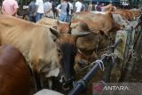 Pedagang memasarkan ternak sapi untuk kebutuhan kurban  menjelang  Idul Adha di pasar hewan tradisional desa Sibreh, kabupaten Aceh Besar, Aceh, Rabu (12/6/2024).  Kementerian Pertanian mencatat ketersediaan hewan kurban secara nasional, baik sapi, kambing atau domba untuk  Idul Adha sebanyak 2,06 juta ekor, sedangkan kebutuhan sebanyak 1,97 juta ekor atau surplus  sebanyak 88 ribu ekor. ANTARA FOTO/Ampelsa.