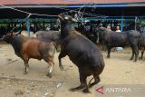 Pedagang memasarkan ternak sapi untuk kebutuhan kurban  menjelang  Idul Adha di pasar hewan tradisional desa Sibreh, kabupaten Aceh Besar, Aceh, Rabu (12/6/2024).  Kementerian Pertanian mencatat ketersediaan hewan kurban secara nasional, baik sapi, kambing atau domba untuk  Idul Adha sebanyak 2,06 juta ekor, sedangkan kebutuhan sebanyak 1,97 juta ekor atau surplus  sebanyak 88 ribu ekor. ANTARA FOTO/Ampelsa.