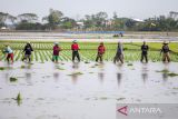 Petani menanam padi di areal sawah desa Sindang, Indramayu, Jawa Barat, Rabu (12/6/2024). Kementerian Pertanian memfokuskan kembali atau refocusing anggaran senilai Rp7 triliun untuk membantu petani menghadapi El Nino dan kemarau atau kekeringan di tiga bulan masa kritis periode Agustus hingga Oktober 2024. ANTARA FOTO/Dedhez Anggara/agr