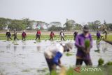 Petani menanam padi di areal sawah deesa Sindang, Indramayu, Jawa Barat, Rabu (12/6/2024). Kementerian Pertanian memfokuskan kembali atau refocusing anggaran senilai Rp7 triliun untuk membantu petani menghadapi El Nino dan kemarau atau kekeringan di tiga bulan masa kritis periode Agustus hingga Oktober 2024. ANTARA FOTO/Dedhez Anggara/agr