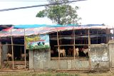 PDHI Lampung minta penjual hewan kurban perhatikan kebersihan lapak