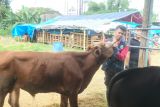 Lampung Selatan pastikan stok hewan kurban untuk Idul Adha aman