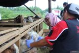 Pemkab Lampung Selatan terjunkan 145 petugas pantau kesehatan hewan kurban