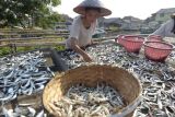 Produksi ikan teri di Pulau Pasaran