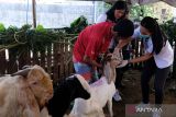 Tim dokter hewan dari Dinas Pertanian Kota Denpasar memeriksa kesehatan sejumlah kambing di kawasan Dusun Wanasari, Denpasar, Bali, Kamis (13/6/2024). Kegiatan pemeriksaan kesehatan hewan kurban di 30 titik pedagang di Denpasar tersebut digelar untuk memastikan hewan kurban yang diperjualbelikan dalam kondisi layak dan memenuhi kriteria kurban untuk Idul Adha 1445 Hijriah. ANTARA FOTO/Nyoman Hendra Wibowo/wsj.