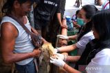 Tim dokter hewan dari Dinas Pertanian Kota Denpasar memeriksa kesehatan sejumlah kambing di kawasan Dusun Wanasari, Denpasar, Bali, Kamis (13/6/2024). Kegiatan pemeriksaan kesehatan hewan kurban di 30 titik pedagang di Denpasar tersebut digelar untuk memastikan hewan kurban yang diperjualbelikan dalam kondisi layak dan memenuhi kriteria kurban untuk Idul Adha 1445 Hijriah. ANTARA FOTO/Nyoman Hendra Wibowo/wsj.