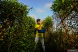 Mahasiswa Untirta Muhammad Teguh Arrosid menunjukkan teh bunga telang produksinya di Desa Kadugemblo, Pandeglang, Banten, Sabtu (15/6/2024). Mahasiswa tersebut memanfaatkan bunga telang untuk dijadikan sebagai teh yang diproduksi secara rumahan dan telah dipasarkan ke sejumlah kota besar seperti Aceh, Jakarta, Makassar, dan Bogor dengan omzet dapat mencapai Rp20 juta per bulan. ANTARA/Muhammad Bagus Khoirunas