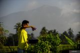Mahasiswa Untirta Muhammad Teguh Arrosid menunjukkan teh bunga telang produksinya di Desa Kadugemblo, Pandeglang, Banten, Sabtu (15/6/2024). Mahasiswa tersebut memanfaatkan bunga telang untuk dijadikan sebagai teh yang diproduksi secara rumahan dan telah dipasarkan ke sejumlah kota besar seperti Aceh, Jakarta, Makassar, dan Bogor dengan omzet dapat mencapai Rp20 juta per bulan. ANTARA/Muhammad Bagus Khoirunas