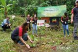 Alfamidi Tanam 2.500 Pohon di Desa Pangu Kabupaten Minahasa Tenggara