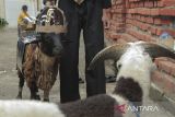 Santri memamerkan domba saat Festival Rias Domba di Pesantren Dzikir Al Fath, Gunungpuyuh, Kota Sukabumi, Jawa Barat, Minggu (16/6/2024). Festival rias domba yang digelar setahun sekali tersebut diikuti 11 ekor domba yang dirias oleh santri dalam rangka menyambut Hari Raya Idul Adha 1445 H. ANTARA FOTO/Henry Purba/agr
