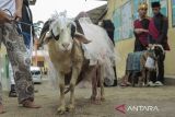 Santri menunjukan domba dengan riasan saat Festival Rias Domba di Pesantren Dzikir Al Fath, Gunungpuyuh, Kota Sukabumi, Jawa Barat, Minggu (16/6/2024). Festival rias domba yang digelar setahun sekali tersebut diikuti 11 ekor domba yang dirias oleh santri dalam rangka menyambut Hari Raya Idul Adha 1445 H. ANTARA FOTO/Henry Purba/agr
