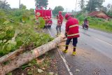 Petugas evakuasi pohon tumbang tutupi Jalinsum di Lampung Selatan