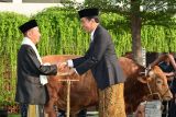 Jokowi berikan sapi kurban kepada Masjid Baiturrahman Semarang