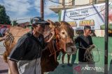 Penyembelihan sapi kurban bantuan presiden di Palu