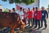 PDIP Jateng berkurban lima sapi dan seekor kambing