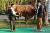 Presiden Joko Widodo serahkan sapi kurban seberat 1,25 ton di Semarang