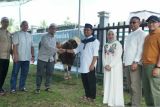 Kilang Pertamina Plaju distribusikan 63 ekor hewan kurban pada Idul Adha