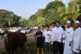 PTBA salurkan 196 sapi dan 65 kambing kurban