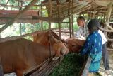 DKPP Bintan temukan kasus cacing hati pada hewan kurban