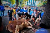 Idul Adha Berbagi, PLN distribusikan daging Kurban ke Seluruh Indonesia