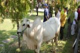 Dinas Pertanian Kulon Progo catat hewan kurban yang disembelih 3.906 ekor
