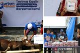 YBM BRILiaN BRI Palembang bagikan puluhan sapi dan kambing kurban