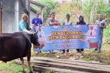 Ketua DPRD Barito Utara serahkan tiga sapi kurban ke Setwan