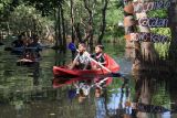 Wisatawan bermain kano di rawa cacalan, Banyuwangi, Jawa Timur, Selasa (18/6/2024). Kementerian Pariwisata dan Ekonomi Kreatif (Kemenparekraf) menggencarkan promisi destinasi wisata Indonesia baik atraksi wisata maupun akomodasi untuk mengejar target 1,25 miliar pergerakan wisatawan di 2024 yang diharapkan dapat membantu pemulihan ekonomi nasional dan mendorong pembukaan lapangan kerja baru. Antara Jatim/Budi Candra Setya/um