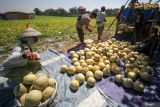 Petani mengumpulkan buah melon di persawahan kawasan Lebo, Sidoarjo, Jawa Timur, Rabu (19/6/2024). Ukuran buah melon yang dihasilkan pada waktu panen di daerah tersebut kurang maksimal akibat terkena hujan membuat harga melon menurun dari Rp9.000 menjadi Rp8.000 per kilogram. Antara Jatim/Umarul Faruq/mas 