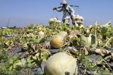 Petani memikul buah melon hasil panen di persawahan kawasan Lebo, Sidoarjo, Jawa Timur, Rabu (19/6/2024). Ukuran buah melon yang dihasilkan pada waktu panen di daerah tersebut kurang maksimal akibat terkena hujan membuat harga melon menurun dari Rp9.000 menjadi Rp8.000 per kilogram. Antara Jatim/Umarul Faruq/mas 