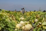 Petani memikul buah melon hasil panen di persawahan kawasan Lebo, Sidoarjo, Jawa Timur, Rabu (19/6/2024). Ukuran buah melon yang dihasilkan pada waktu panen di daerah tersebut kurang maksimal akibat terkena hujan membuat harga melon menurun dari Rp9.000 menjadi Rp8.000 per kilogram. Antara Jatim/Umarul Faruq/mas 