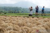 Wisatawan mancanegara memotret padi beras merah yang dijemur saat masa panen raya di Desa Jatiluwih, Tabanan, Bali. Selasa (18/6/2024). Tradisi panen padi beras merah yang digelar setiap bulan Juni tersebut menjadi daya tarik pariwisata di kawasan objek wisata yang telah ditetapkan UNESCO sebagai warisan budaya dunia itu. ANTARA FOTO/Nyoman Hendra Wibowo/wsj.