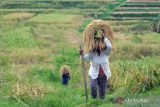 Petani membawa padi beras merah saat masa panen raya di Desa Jatiluwih, Tabanan, Bali. Selasa (18/6/2024). Tradisi panen padi beras merah yang digelar setiap bulan Juni tersebut menjadi daya tarik pariwisata di kawasan objek wisata yang telah ditetapkan UNESCO sebagai warisan budaya dunia itu. ANTARA FOTO/Nyoman Hendra Wibowo/wsj.