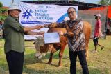 Muhammadiyah bersama Danone Indonesia distribusikan hewan kurban
