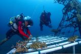 PT PLN konsisten perkuat konservasi terumbu karang di Sulut