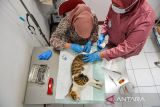 Dokter hewan melakukan kastrasi kepada kucing jantan di UPTD Klinik Hewan Kota Bandung, Jawa Barat, Jumat (21/6/2024). Dinas Ketahanan Pangan dan Pertanian Kota Bandung menggelar strelisisasi dan kastrasi bagi kucing peliharaan milik warga Kota Bandung secara gratis dengan kuota 100 kucing yang bertujuan untuk menekan angka populasi kucing serta memperingati hari jadi Kota Bandung. ANTARA FOTO/Raisan Al Farisi/agr