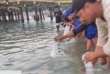 Ribuan benih lobster diselundupkan di wilayah NTB