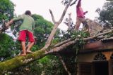 Pohon tumbang hingga timpa rumah warga di Bintan