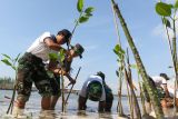 Sejumlah prajurit TNI AL menanam mangrove di Pantai Cemara Banyuwangi, Jawa Timur, Sabtu (22/6/2024). Penanaman mangrove oleh siswa Komando Pembinaan Doktrin, Pendidikan dan Latihan TNI Angkatan Laut (kodiklatal) yang menggelar latihan praktek (lattek) Wira Jala Yudha XXII/2024 itu sebagai upaya untuk pelestarian lingkungan di wilayah pesisir Banyuwangi . ANTARA Jatim/Budi Candra Setya/mas.