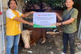Samudera Indonesia salurkan hewan kurban bersama Dompet Dhuafa Lampung