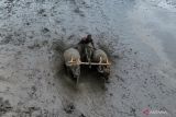 Foto udara peserta memacu kerbau di lahan pertanian milik petani saat lomba karapan kerbau di Lumajang, Jawa Timur, Senin (24/6/2024). Tradisi karapan kerbau yang diikuti oleh 50 peserta dari lima kecamatan tersebut digelar sebagai bentuk rasa syukur atas melimpahnya hasil panen sekaligus menyambut awal musim tanam. Antara Jatim/Irfan Sumanjaya/um 