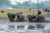 Peserta memacu kerbau di lahan pertanian milik petani saat lomba karapan kerbau di Lumajang, Jawa Timur, Senin (24/6/2024). Tradisi karapan kerbau yang diikuti oleh 50 peserta dari lima kecamatan tersebut digelar sebagai bentuk rasa syukur atas melimpahnya hasil panen sekaligus menyambut awal musim tanam. Antara Jatim/Irfan Sumanjaya/um 